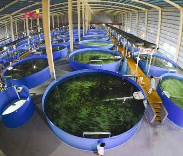 Large indoor shrimp farming facility with blue circular tanks